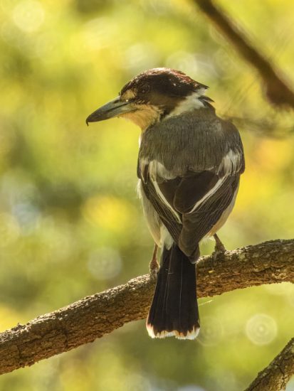 Coombabah Reserve - Aussie Bird Spots